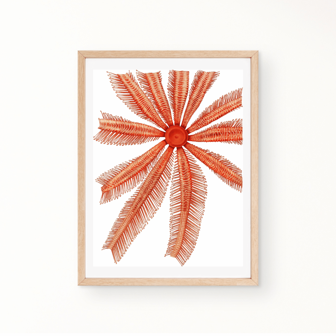 Art Print Coral Seaweed