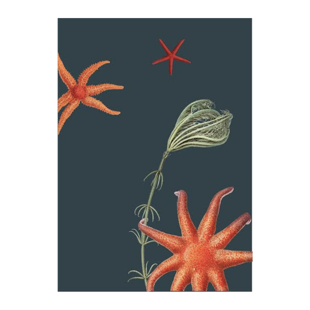 Ocean Starfish Art Print