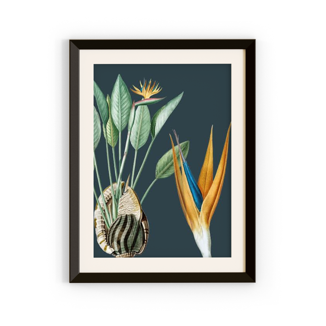 Strelitzia & Shell Art Print